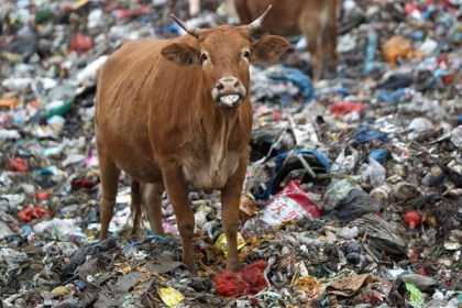 china-cattle-landfill