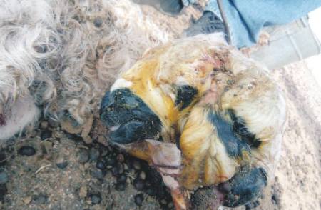 2 толгойтой хурга. Дорноговь, Улаанбадрах 