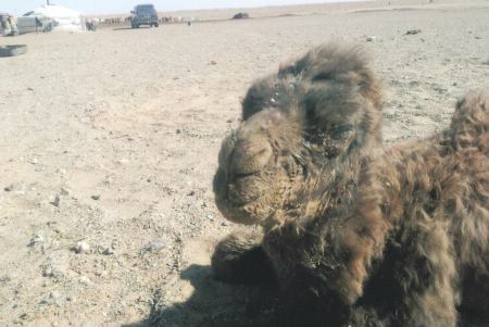 Сохор ботго. Дорноговь, Улаанбадрах. 
