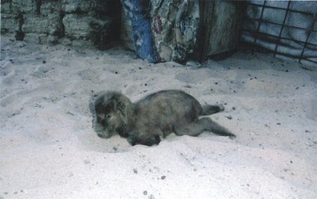 Урд хөлгүй төрсөн сохор ишиг. Дорноговь, Улаанбадрах