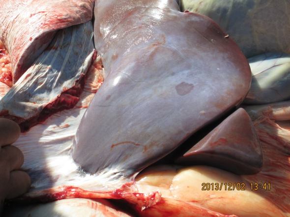 Бярууны элэг цагаан өнгөртэй, бараан толботой 